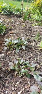 Verbena lolliepop, Tuin en Terras, Planten | Tuinplanten, Zomer, Ophalen