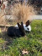 Lotharingers te koop! Voedster en een rammelaar., Dieren en Toebehoren, Konijnen, Vrouwelijk, Groot