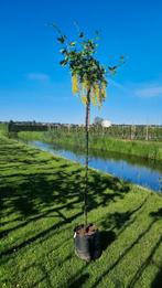Laburnum watereri 'Vossii' (Gouden Regen)🌿, Ophalen, Zomer, Overige soorten, Halfschaduw