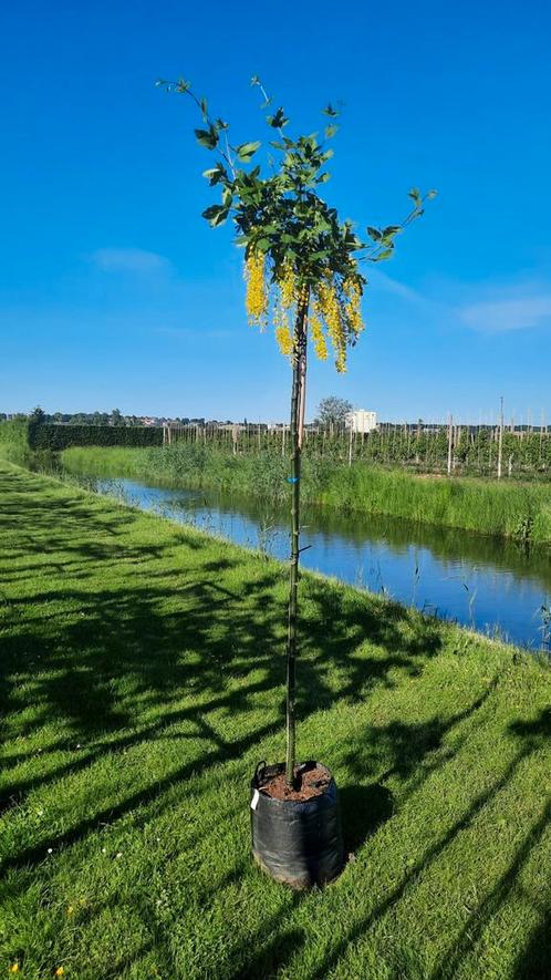 Laburnum watereri 'Vossii' (Gouden Regen)🌿, Tuin en Terras, Planten | Tuinplanten, Overige soorten, Halfschaduw, Zomer, Ophalen