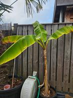 Musa Basjoo - Japanse vezelbanaan, Volle zon, Vaste plant, Ophalen of Verzenden, Zomer