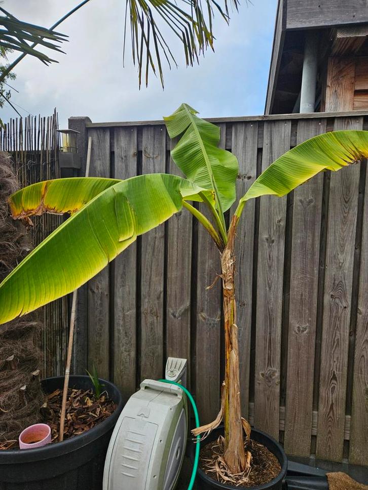 Musa Basjoo - Japanse vezelbanaan, Tuin en Terras, Planten | Tuinplanten, Vaste plant, Fruitplanten, Volle zon, Zomer, Ophalen of Verzenden