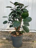 Aralia , polyschias 60 cm kamerplant in pot, Ophalen, 100 tot 150 cm, Overige soorten, Halfschaduw
