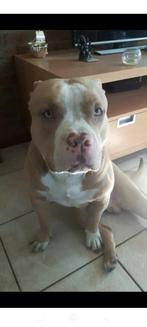 Amerikaanse Bully teefje gezocht, Dieren en Toebehoren, 6 jaar of ouder, Rabiës (hondsdolheid), Reu, Eén hond