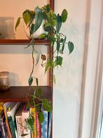 Philodendron scandens (Heart Leaf) kamerplant incl pot, Ophalen, Halfschaduw, In pot, Minder dan 100 cm