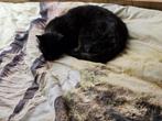Tedje, grote zwarte kater, Dieren en Toebehoren, Katten en Kittens | Overige Katten, Kater