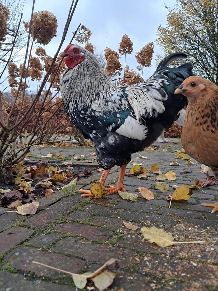 Jonge raszuivere Wyandotte kriel haan, Dieren en Toebehoren, Pluimvee, Kip, Mannelijk