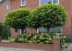 Bolcatalpa Bomen - Ideaal voor uw Tuin, Tuin en Terras, Planten | Bomen, Bloeit niet, 100 tot 250 cm, Ophalen, Volle zon