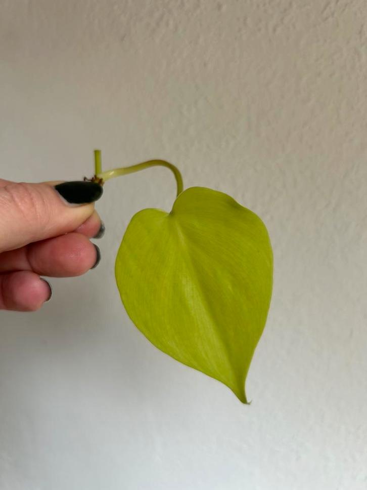 Epipremnum neon, verse stek, Huis en Inrichting, Kamerplanten, Minder dan 100 cm, Halfschaduw, Ophalen of Verzenden