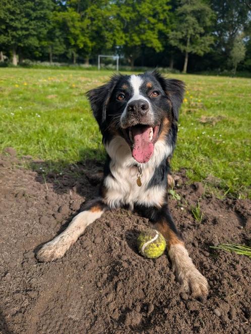 Pup -Australian Shephard X Berner Sennen - Border Collie, Dieren en Toebehoren, Honden | Niet-rashonden, Reu, Particulier, Eén hond