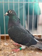 Postduiven van wanroy / van haarlem koppel, Dieren en Toebehoren, Meerdere dieren, Postduif