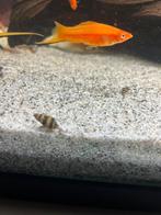 Helena slakken slak etende slakken, Slak of Weekdier