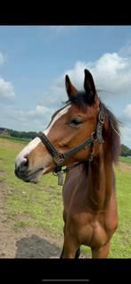 Merrie + jaarling merrie, Dieren en Toebehoren, Paarden, Merrie, Springpaard