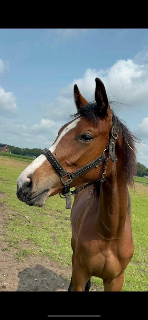 Merrie + jaarling merrie, Dieren en Toebehoren, Paarden, Merrie, Springpaard
