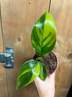 Strelitzia nicolai variegata plant aurea yellow lemon lime, Ophalen of Verzenden, Halfschaduw, Minder dan 100 cm