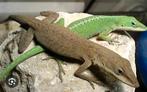 Gevraagd: roodkeel of groene anolis Anolis carolinensis, Dieren en Toebehoren, Reptielen en Amfibieën