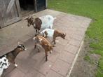 Dwerg geiten, Dieren en Toebehoren, Schapen, Geiten en Varkens, Meerdere dieren, Geit