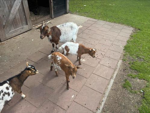 Dwerg geiten, Dieren en Toebehoren, Schapen, Geiten en Varkens, Geit, Meerdere dieren