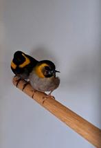 Koppel cubavinken, Dieren en Toebehoren, Meerdere dieren