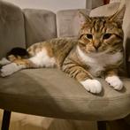 Lieve kater geen jaar oud, Kater