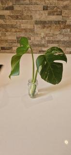 Monstera variegata kopstek, Huis en Inrichting, Ophalen of Verzenden, Overige soorten, Minder dan 100 cm