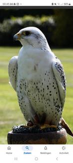 Duiven gezocht., Dieren en Toebehoren, Vogels | Duiven, Meerdere dieren
