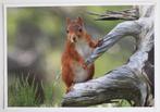 Grote ansichtkaart eekhoorn op vergrijsde tak, nieuw, Ophalen of Verzenden, 1980 tot heden, Ongelopen, Wild dier