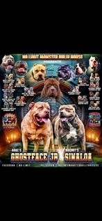 Xl bully, Dieren en Toebehoren, Rabiës (hondsdolheid), 8 tot 15 weken, Meerdere, Meerdere dieren