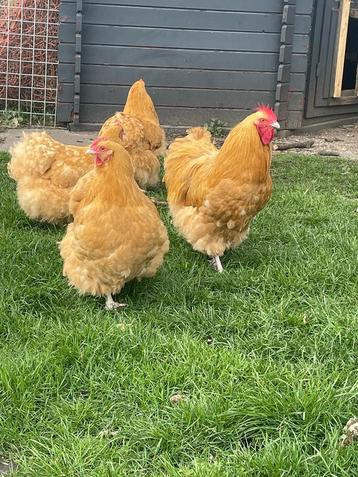 Orpington buff broedeieren, groot ras! beschikbaar voor biedingen