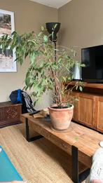 Kamer plant gratis af te halen, Huis en Inrichting, Kamerplanten, Ophalen, Overige soorten, Minder dan 100 cm