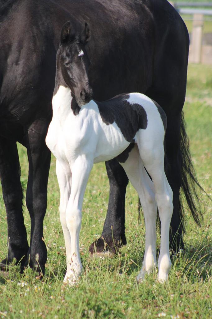 knappe barock Pinto merrie, Dieren en Toebehoren, Paarden, Merrie, 0 tot 2 jaar, Dressuurpaard