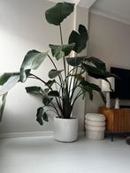 XL strelitzia 208 cm incl pot, Huis en Inrichting, Kamerplanten, Overige soorten, In pot, Volle zon, 200 cm of meer