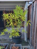 Oleander (exclusief pot), Ophalen, Vaste plant, Overige soorten