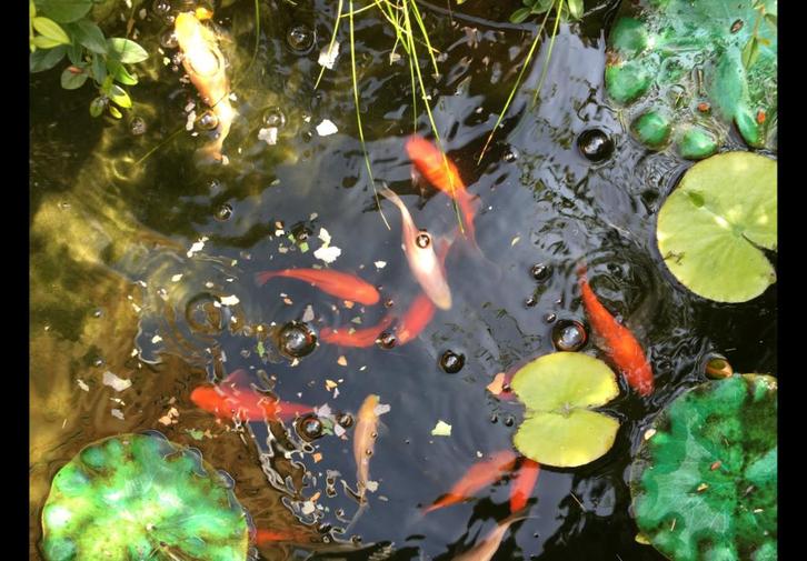 Vijver goudvissen, Dieren en Toebehoren, Vissen | Vijvervissen, Goudvis(sen)