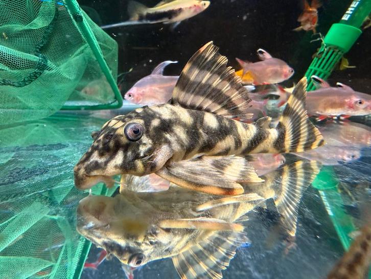 L Nummer 3 Stuks, Dieren en Toebehoren, Vissen | Aquariumvissen, Vis