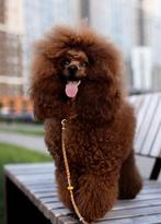 poedel meisje, donkerrode kleur, Dieren en Toebehoren, Poedel, Nederland, Rabiës (hondsdolheid), 15 weken tot 1 jaar