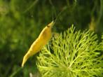 Hogere gradatie backstripe yellow fire garnaaltjes, Dieren en Toebehoren, Vissen | Aquariumvissen, Kreeft, Krab of Garnaal, Zoetwatervis