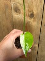 Monstera deliciosa variegata plant mint albo halfmoon, Huis en Inrichting, Ophalen of Verzenden, Halfschaduw, Minder dan 100 cm