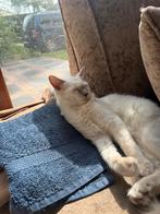 Ragdoll kittens te koop, Meerdere dieren