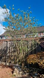 Grote Olijfboom (3m+) te koop, Bloeit niet, Olijfboom, 250 tot 400 cm, Ophalen