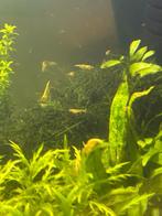 Gele neocardina garnalen, Dieren en Toebehoren, Vissen | Aquariumvissen, Kreeft, Krab of Garnaal, Zoetwatervis