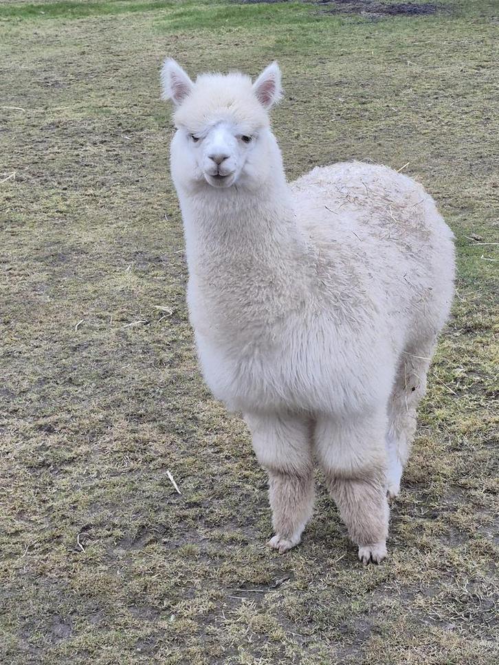 Alpaca hengst, Dieren en Toebehoren, Overige Dieren, Mannelijk, Juni