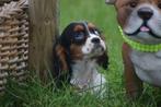 Cavalier King Charles spaniel pups 🌸🐾💝, Dieren en Toebehoren, Rabiës (hondsdolheid), Meerdere, 8 tot 15 weken, Meerdere dieren
