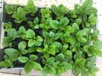 Surinaamse groenten Poi, Tuin en Terras, Planten | Tuinplanten, Ophalen, Groenteplanten, Eenjarig, Halfschaduw