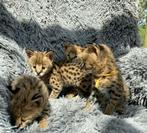 Serval kittens beschikbaar