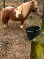 Bonte shetlander hengst, Dieren en Toebehoren, Hengst