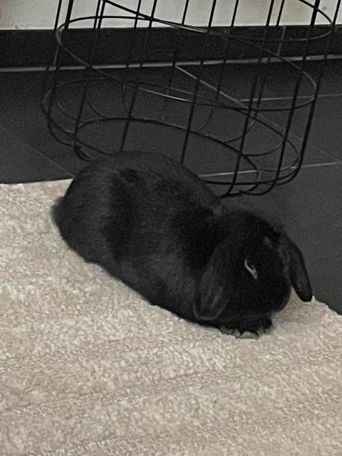 Heel lief hangoor konijn!, Dieren en Toebehoren, Konijnen, Dwerg, Mannelijk, Hangoor