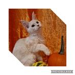 Maine Coons kittens met stamboom -laatste poesje, Dieren en Toebehoren, Katten en Kittens | Raskatten | Langhaar, Meerdere dieren