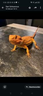 Baardagaam, Dieren en Toebehoren, Reptielen en Amfibieën, Hagedis, Tam