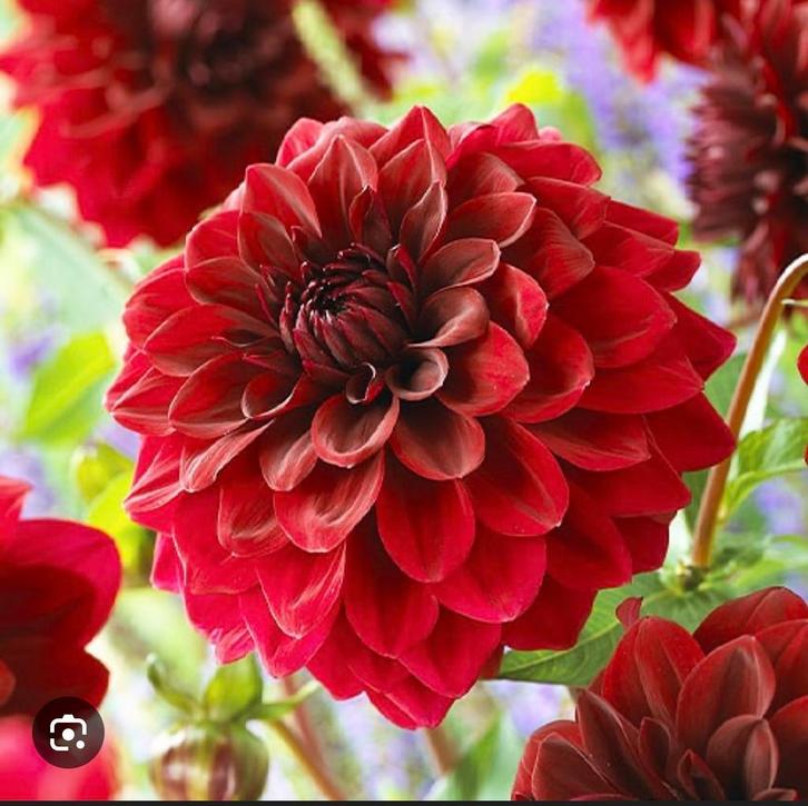 Mix van rode en witte dahlia knollen., Tuin en Terras, Bloembollen en Zaden, Knol, Volle zon, Ophalen of Verzenden